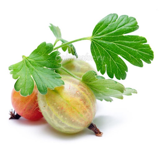 Крыжовник - калорийность, полезные свойства, польза и вред, описание ...