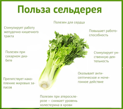 допускаете сельдерей для похудения вред решено. вам завидую