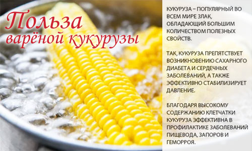 Калории в початке кукурузы отварной