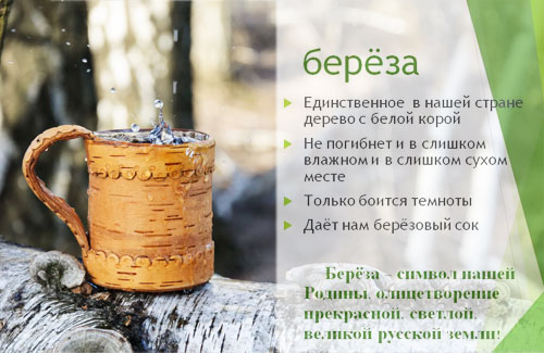 Полезные свойства березового сока Полезные свойства березового сока