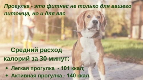 Прогулка с собакой польза для здоровья Прогулка с собакой польза для здоровья thumbnail