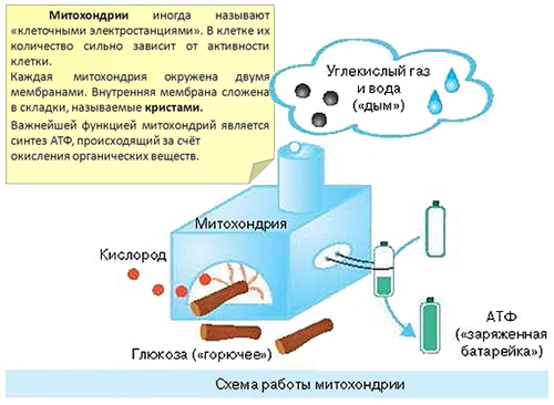 Мышцы и их строение