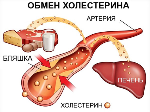 Понятие и функции холестерина