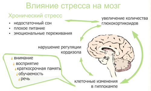 Низкий процент жира и быстрое снижение веса тоже вносят дисбаланс в гормональный фон