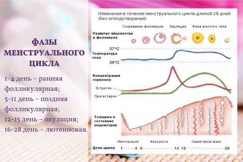 Фазы женского цикла