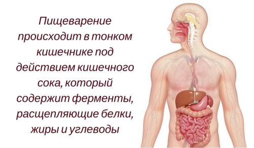 Какие продукты перевариваются в кислотной среде Какие продукты перевариваются в кислотной среде thumbnail