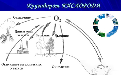 Биологическая роль кислорода