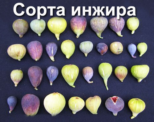 Сорта инжира