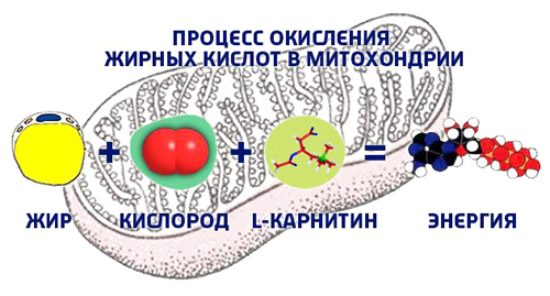 Полезные свойства витамина B11